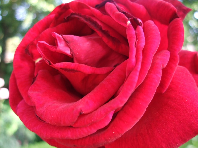 Anadalusien 2009 - 0988 